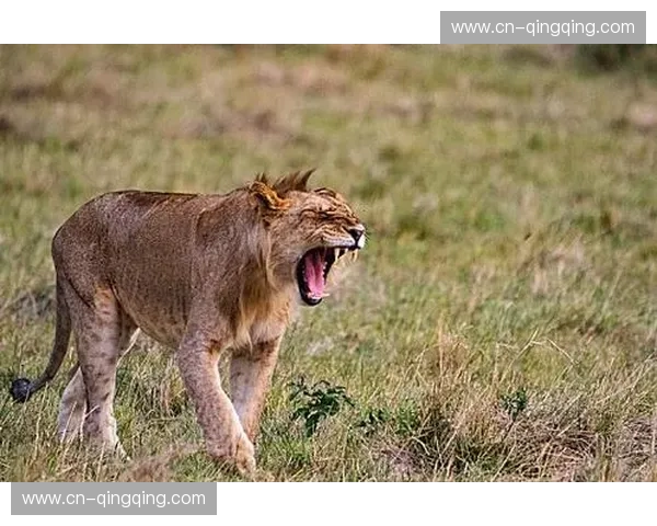 龙腾丝路，雄狮咆哮——中华台北与哈萨克斯坦的冰上玫瑰与草原之歌